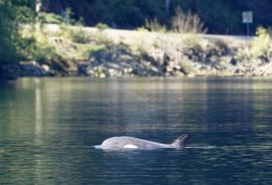 The young transient killer whale is two years old, and could have been partially nursing when her mother died March 23. 