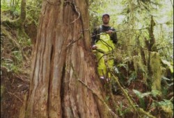 Over 8,000 culturally modified trees were identified in the claim area as part of the Nuchatlaht's title case. (Photo submitted by Jacob Earnshaw expert witness report)