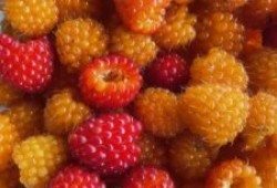 Locally picked berries are among the traditional diet for Nuu-chah-nulth nations along the coast of Vancouver Island.
