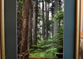 Twoonie: Cathedral Grove