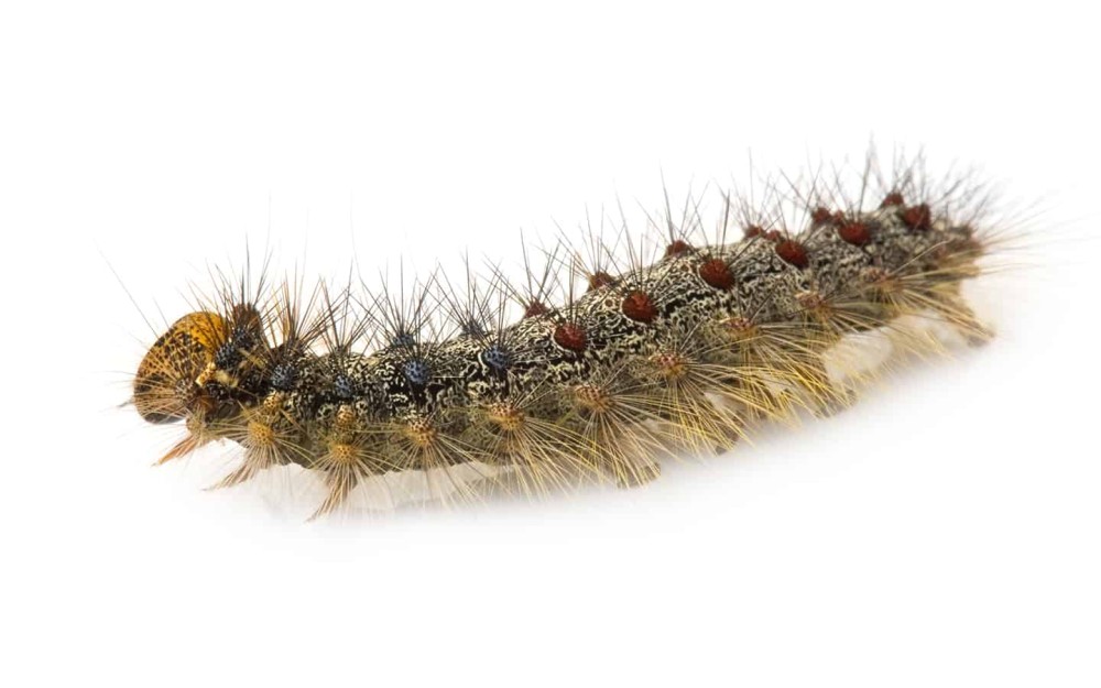 https://www.hashilthsa.com/sites/default/files/news-gal/living-here_-moth-problem_gypsy-moth-caterpillar-lymantria-dispar-ptaqbml.jpg