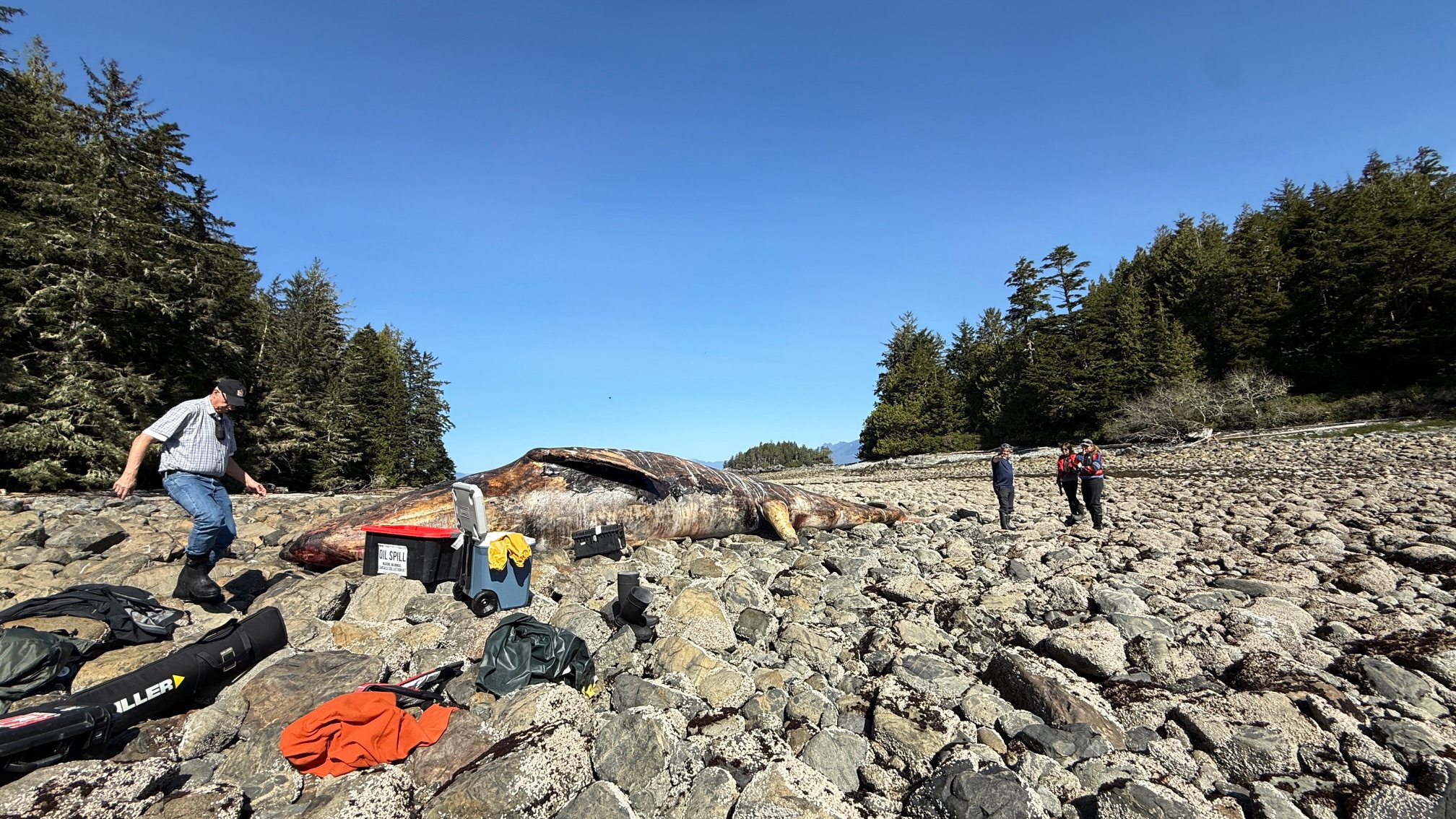 Dozens of grey whales have washed up on West Coast beaches. Are they starving to death?