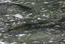 Salmon swim in the Gold River in early October. As industrial forestry developed in the region, wild salmon populations in Nootka Sound have declined by 90 per cent, according to the project description, and could become extinct in the next 20 years without serious intervention. 