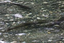 Those against salmon farming have long feared that the close proximity of ocean pens act as a breeding ground for sea lice and other pathogens, which spread to wild stocks as they migrate past the farm sites. Pictured are chinook salmon in the Gold River. (Eric Plummer photo) 
