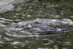 Elsewhere in the province, the Mowachaht/Muchalaht First Nation is working to preserve multiple watersheds in the Nootka Sound area. With their Salmon Parks initiative they plan to manage the watersheds to increase salmon flow. Pictured are chinook in the Gold River. (Eric Plummer photo)