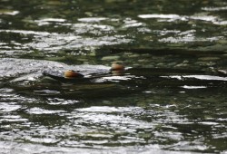 Salmon swim over gravel in the Gold River, by one of the few remaining spawning habitats in the area.