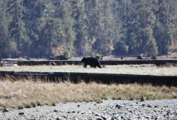 A black bear walks near Matchlii, in the Burman River’s watershed in early October. The area is part of the Mowachaht/Muchalaht’s Salmon Parks, an initiative that will protect the watershed from industrial logging. 