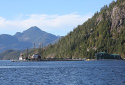 Salmon farms are operated throughout Nuu-chah-nulth waters, including this site in Nootka Sound, where Grieg Seafood holds tenures. (Eric Plummer photo)