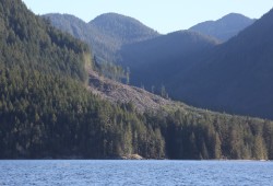 A clearcut in Nootka Sound. According to the Salmon Parks project application, at the current rate of harvest all old growth forests in the Salmon Parks area will be logged in the next 15 years.