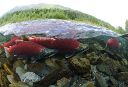 Sockeye salmon swim up Alaska's Kenai River to spawn. (Kentaro Yasui/Wikimedia Commons photo)