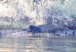 A black bear is spotted on the shore of the Somass River looking for food. To prepare for hibernation they go through hyperphagia beginning in the summer. This means that they are genetically predisposed to increased appetites in the months before winter to build up fat stores. (Eric Plummer photo)