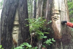 South of the Nuchatlaht claim area, in the part of Nootka Island that is Mowachaht/Muchalaht territory, two abourglyths were found in trees (bottom centre), a mark often associated with territorial ownership. (Photo submitted by Jacob Earnshaw expert witness report)