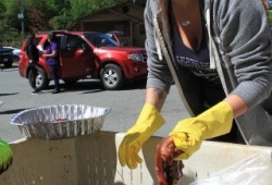 Alana Lamb gathers sea cucumbers distributed from Tseshaht fisheries on Friday. 