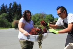 Alanda Atleo colle collects sea urchins for her family from Dwayne Cootes outside Maht Mahs on Friday.