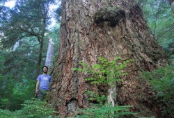 Ken Wu, executive director of the Ancient Forest Alliance, stands next to the Alberni Giant, an old-growth Douglas fir in the Nahmint Valley that measures amongst the largest of its species in the country.