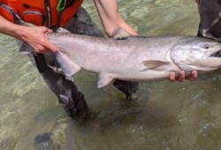 Salmon are being tagged to monitor fish movement beyond Big Bar slide. (DFO photo)