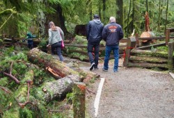 Visitors at Cathedral Grove dodge puddles and debris after December’s windstorm.