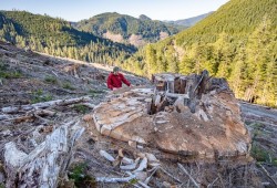 A stand of massive trees near the Caycuse River was harvested this year. (T.J. Watt/Ancient Forest Alliance photo)