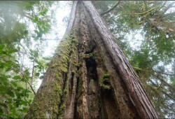 A cedar tree on northern Nootka Island continues to grow despite bark being removed by Indigenous people. (Photo submitted by Jacob Earnshaw expert witness report)