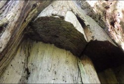 A major part of the evidence presented by the Nuchatlaht's legal team was indication of use of inland resources before industrial operations took hold. Pictured is a culturally modified tree that was harvested in the claim area. (Jacob Earnshaw report photo)