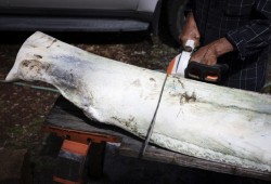 Joe Martin cuts up the lower jaw bone of a grey whale outside his workshop in Tofino.