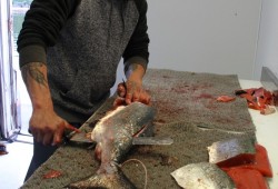 A processing room is used on the resort's dock to package fish caught by guests.