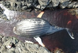 Some of the humpback whale deaths have been caused by collision with vessels. (Submitted photo)