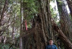 Old-growth Douglas-fir tree on the slopes of the McKelvie Valley. (Martin Davis photo)