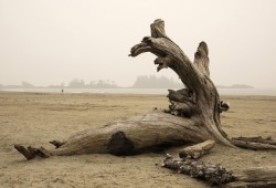 A burn mark is left on a piece of driftwood on Chesterman Beach in Tofino, on Saturday, Sept, 12, 2020.