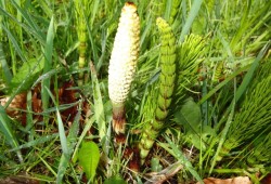 Equisetum telmateia.