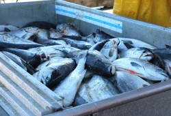 Fraser sockeye salmon are offloaded into the bin at Lions Gate Fisheries Ltd. in Tofino. Lions Gate was purchasing the sockeye on Aug. 8. 