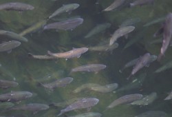 Chinook swim through the Stamp River in late September 2022. (Eric Plummer photo)