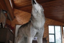 Tundra howls inside as the others joined in from the outside.