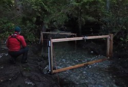 Assessing a counting fence at the mouth of S-2, a worker counts fish in the stream.