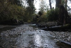 The Cheewaht watershed in Ditidaht territory has undergone extensive restoration work, with hopes to returning to its pristine state from before industrial logging.