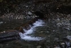 The Cheewaht River and its lake are in the Pacific Rim National Park Reserve, but portion of the tributaries extend beyond the park boundary, which has allowed them to be disturbed by logging.