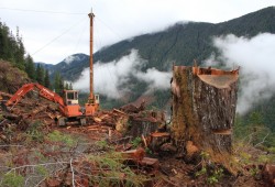 Forestry activity in the Nahmint valley, south of Sproat Lake. (Eric Plummer photo)
