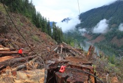 Forestry on a slope overlooking the Nahmint valley. (Eric Plummer photo)