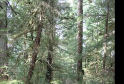 A hiker walks on Meares Island in the territory of the Tla-o-qui-aht First Nation. (Eric Plummer photo)