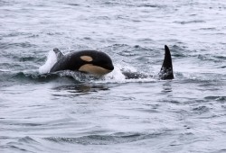 In 2009 this Southern Resident calf was photographed from the shore, a rare sight these days considering the ecotype's endangered status. (Miles Ritter photo)