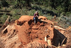 Alberni resident Jane Morden sits on the stump of a recently felled cedar.