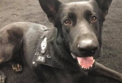 K9 Kilo, one of two scent dogs used to detect invasive mussels during watercraft inspections. (B.C. Ministry of Environment and Climate Change Strategy photo)