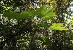 Devil's club is found in a forest just outside of the Port Alberni.