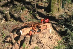 Harvesting of old-growth trees is underway in the Nahmint Valley.