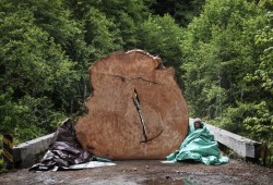 Protestors chain themselves to an old-growth tree stump in front of the bridge at the Caycuse old-growth logging blockade, near Port Renfrew, on May 19, 2021. This year has shown to be relatively quite in the area for protests, after 1,000 arrests were made near Fairy Creek in 2021. (Melissa Renwick photo)