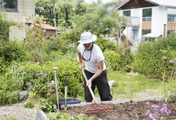 Aaron Woodward tends to the Tseshaht community garden, which he has been involved in for around seven years.