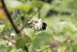 The Tseshaht community garden draws in a variety of wildlife, like bees. The gardener, Aaron Woodward, said it has also drawn in bears and deer.