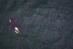 A southern resident killer whale swims past a school of salmon near the Fraser River. (Keith Holmes/Hakai Institute photo)