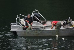 Tseshaht members fish salmon in the Somass River in September.