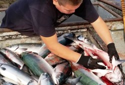 Rob Stanley Jr. cleans salmon for Ahousaht’s home-use fishery aboard a boat near the community. (Louis Frank photo)